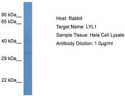 Host: Rabbit; Target Name: LYL1; Sample Tissue: Hela Whole Cell lysates; Antibody Dilution: 1.0ug/ml