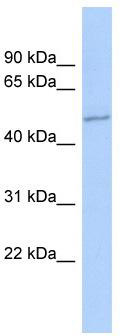 WB Suggested Anti-ZNF187 Antibody Titration: 0.2-1 ug/ml; ELISA Titer: 1:62500; Positive Control: SH-SYSY cell lysate