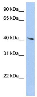 WB Suggested Anti-LYL1 Antibody Titration: 0.2-1 ug/ml; Positive Control: HepG2 cell lysate