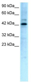 WB Suggested Anti-TCFL5 Antibody Titration: 0.2-1 ug/ml; ELISA Titer: 1:312500; Positive Control: HepG2 cell lysateTCFL5 is supported by BioGPS gene expression data to be expressed in HepG2