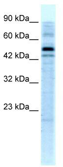 WB Suggested Anti-SALF Antibody Titration: 5.0ug/ml; ELISA Titer: 1:62500; Positive Control: HepG2 cell lysate