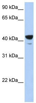 WB Suggested Anti-Elf3 Antibody Titration: 0.2-1 ug/ml; ELISA Titer: 1:62500; Positive Control: MCF7 cell lysateElf3 is supported by BioGPS gene expression data to be expressed in MCF7