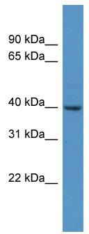 WB Suggested Anti-Fkhl18 Antibody Titration: 0.2-1 ug/ml; ELISA Titer: 1:312500; Positive Control: Mouse Liver