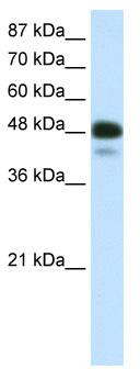 WB Suggested Anti-NEUROD2 Antibody Titration: 0.5ug/ml; ELISA Titer: 1:62500; Positive Control: Transfected 293T