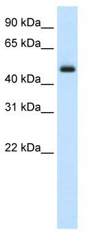 WB Suggested Anti-ELF3 Antibody Titration: 2.5 ug/ml; ELISA Titer: 1:312500; Positive Control: Human Thymus