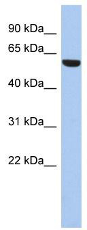 WB Suggested Anti-ZNF25 Antibody Titration: 0.2-1 ug/ml; ELISA Titer: 1:12500; Positive Control: THP-1 cell lysate
