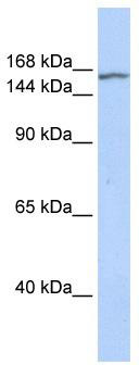 WB Suggested Anti-EHMT2 Antibody Titration: 0.2-1 ug/ml; ELISA Titer: 1:312500; Positive Control: Human Muscle