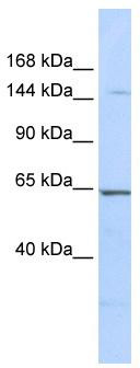 WB Suggested Anti-RERE Antibody Titration: 0.2-1 ug/ml; ELISA Titer: 1:62500; Positive Control: 721_B cell lysateRERE is strongly supported by BioGPS gene expression data to be expressed in Human 721_B cells