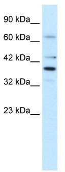 WB Suggested Anti-POU4F3 Antibody Titration: 1.25ug/ml; Positive Control: HepG2 cell lysate