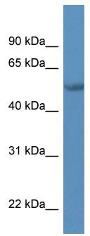 WB Suggested Anti-TADA2L Antibody Titration: 0.2-1 ug/ml; ELISA Titer: 1:62500; Positive Control: MCF7 cell lysate