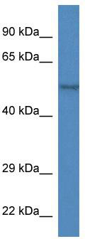 WB Suggested Anti-Zfp161 Antibody; Titration: 1.0 ug/ml; Positive Control: Mouse Heart