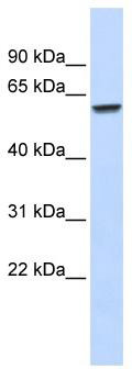 WB Suggested Anti-ZNF207 Antibody Titration: 0.2-1 ug/ml; ELISA Titer: 1:312500; Positive Control: Human Muscle