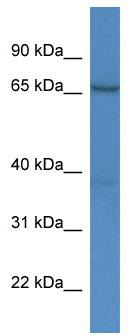WB Suggested Anti-AFM Antibody Titration: 0.2-1 ug/ml; ELISA Titer: 1:12500; Positive Control: HepG2 cell lysate