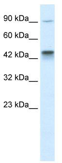 WB Suggested Anti-KIF3A Antibody Titration: 0.2-1 ug/ml; Positive Control: Jurkat cell lysate
