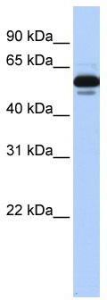 WB Suggested Anti-RXRA Antibody Titration: 0.2-1 ug/ml; ELISA Titer: 1:312500; Positive Control: Transfected 293T