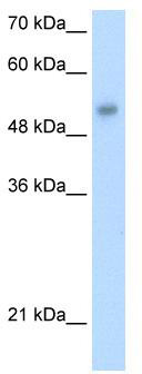 WB Suggested Anti-ONECUT3 Antibody Titration: 1.25 ug/ml; Positive Control: HepG2 cell lysate