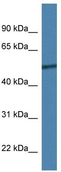 WB Suggested Anti-Rcor2 Antibody; Titration: 1.0 ug/ml; Positive Control: Mouse Small Intestine