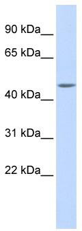 WB Suggested Anti-WDR45L Antibody Titration: 0.2-1 ug/ml; ELISA Titer: 1:62500; Positive Control: Human Muscle
