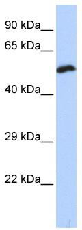WB Suggested Anti-KCNS1 Antibody Titration: 0.2-1 ug/ml; ELISA Titer: 1:1562500; Positive Control: Hela cell lysate