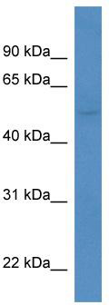 WB Suggested Anti-Kcnk5 Antibody; Titration: 1.0 ug/ml; Positive Control: Mouse Liver