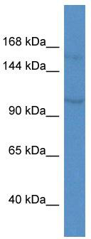 WB Suggested Anti-Kcnq3 Antibody; Titration: 1.0 ug/ml; Positive Control: Mouse Heart