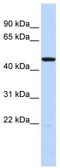 WB Suggested Anti-HTR3C Antibody Titration: 0.2-1 ug/ml; ELISA Titer: 1:62500; Positive Control: Human brain