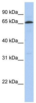 WB Suggested Anti-ZNF136 Antibody Titration: 0.2-1 ug/ml; ELISA Titer: 1:12500; Positive Control: 721_B cell lysate ZNF136 is supported by BioGPS gene expression data to be expressed in 721_B