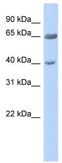 WB Suggested Anti-ZNF234 Antibody Titration: 0.2-1 ug/ml; ELISA Titer: 1:62500; Positive Control: Human Pancreas