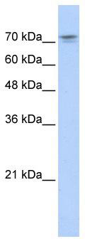 WB Suggested Anti-NKRF Antibody Titration: 0.2-1 ug/ml; ELISA Titer: 1:62500; Positive Control: Transfected 293T