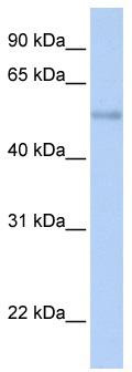 WB Suggested Anti-ZNF434 Antibody Titration: 0.2-1 ug/ml; ELISA Titer: 1:2500; Positive Control: Jurkat cell lysateZSCAN32 is supported by BioGPS gene expression data to be expressed in Jurkat