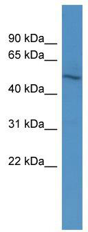 WB Suggested Anti-ZNF101 Antibody Titration: 0.2-1 ug/ml; ELISA Titer: 1:312500; Positive Control: HepG2 cell lysate