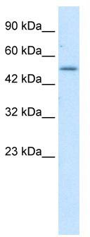 WB Suggested Anti-ZNF683 Antibody Titration: 1.25 ug/ml; ELISA Titer: 1:312500; Positive Control: HepG2 cell lysate