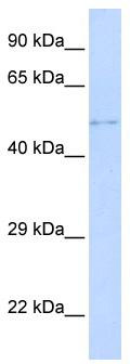 WB Suggested Anti-TPRX1 Antibody Titration: 0.2-1 ug/ml; ELISA Titer: 1:312500; Positive Control: Hela cell lysate