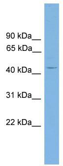 WB Suggested Anti-Alx4 Antibody Titration: 0.2-1 ug/ml; Positive Control: Mouse Brain