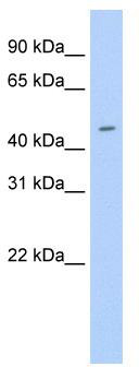 WB Suggested Anti-Elf3 Antibody Titration: 0.2-1 ug/ml; ELISA Titer: 1:62500; Positive Control: Human Trachea
