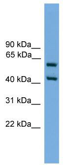 WB Suggested Anti-Elf3 Antibody Titration: 0.2-1 ug/ml; Positive Control: SP2/0 cell lysate