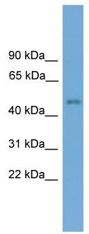WB Suggested Anti-Foxd4 Antibody Titration: 0.2-1 ug/ml; Positive Control: Mouse Liver