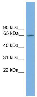 WB Suggested Anti-Nr4a3 Antibody Titration: 0.2-1 ug/ml; Positive Control: Mouse Brain