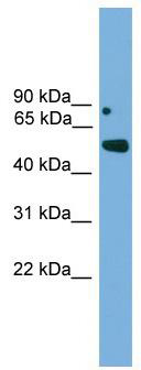 WB Suggested Anti-Irx5 Antibody Titration: 0.2-1 ug/ml; ELISA Titer: 1:62500; Positive Control: NIH/3T3 cell lysate