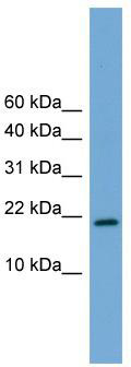WB Suggested Anti-Cited4 Antibody Titration: 0.2-1 ug/ml; Positive Control: Mouse Heart