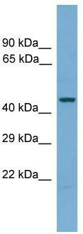 WB Suggested Anti-Pus1 Antibody Titration: 0.2-1 ug/ml; Positive Control: Mouse Kidney
