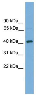 WB Suggested Anti-Dnajb12 Antibody Titration: 0.2-1 ug/ml; ELISA Titer: 1:1562500; Positive Control: Mouse Small Intestine