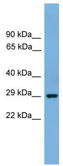 WB Suggested Anti-Bhlhb4 Antibody Titration: 0.2-1 ug/ml; Positive Control: Mouse Brain