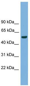 WB Suggested Anti-Onecut3 Antibody Titration: 0.2-1 ug/ml; Positive Control: Mouse Liver