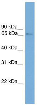 WB Suggested Anti-Prox2 Antibody Titration: 0.2-1 ug/ml; Positive Control: Mouse Brain