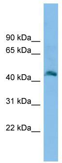WB Suggested Anti-Fam172a Antibody Titration: 0.2-1 ug/ml; ELISA Titer: 1:12500; Positive Control: Mouse Muscle