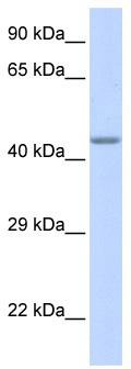 WB Suggested Anti-ZNF589 Antibody Titration: 0.2-1 ug/ml; ELISA Titer: 1: 62500; Positive Control: Human Muscle
