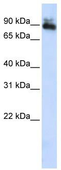 WB Suggested Anti-SP4 Antibody Titration: 0.2-1 ug/ml; ELISA Titer: 1: 1562500; Positive Control: HepG2 cell lysate