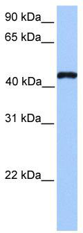 WB Suggested Anti-TEAD3 Antibody Titration: 0.2-1 ug/ml; Positive Control: Hela cell lysate