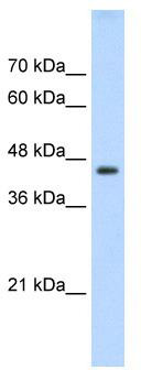 WB Suggested Anti-TEAD3 Antibody Titration: 0.2-1 ug/ml; Positive Control: HepG2 cell lysate; TEAD3 is supported by BioGPS gene expression data to be expressed in HepG2